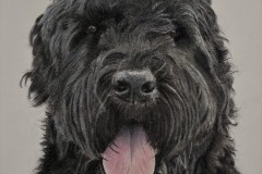 Janis Lorman,  Levy, Russian-Terrier, colored pencil 