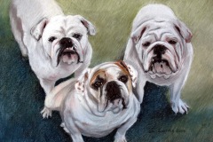 Sally S. Heston,Three Bulldogs, Pastel